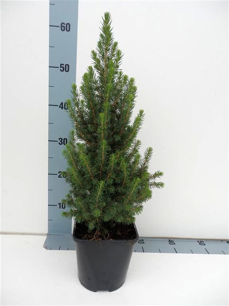 Picea gl. 'Perfecta'