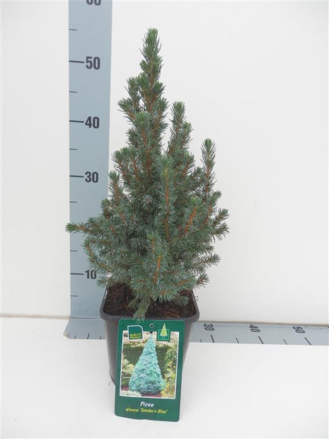 Picea gl. 'Sander's Blue'