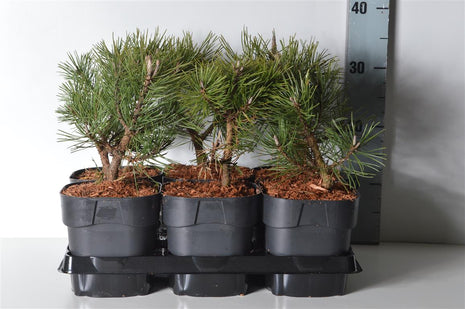 Pinus mugo 'Gnom'