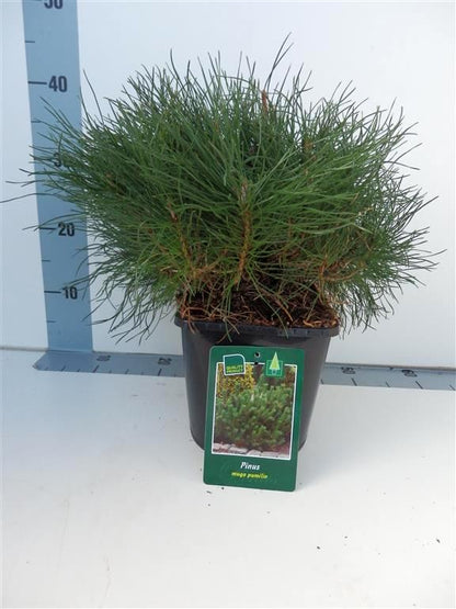 Pinus mugo pumilio 20-25 cm C3 (3 liters kruka)