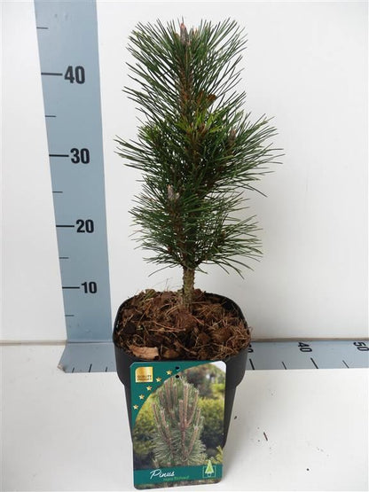 Pinus nigra &