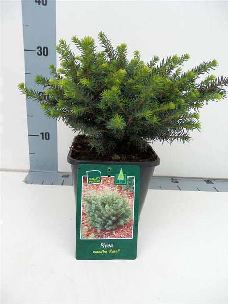 Picea omorika 'Karel'