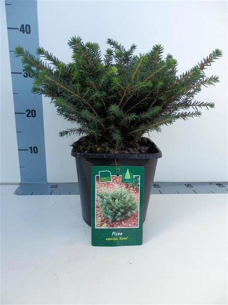 Picea omorika 'Karel'