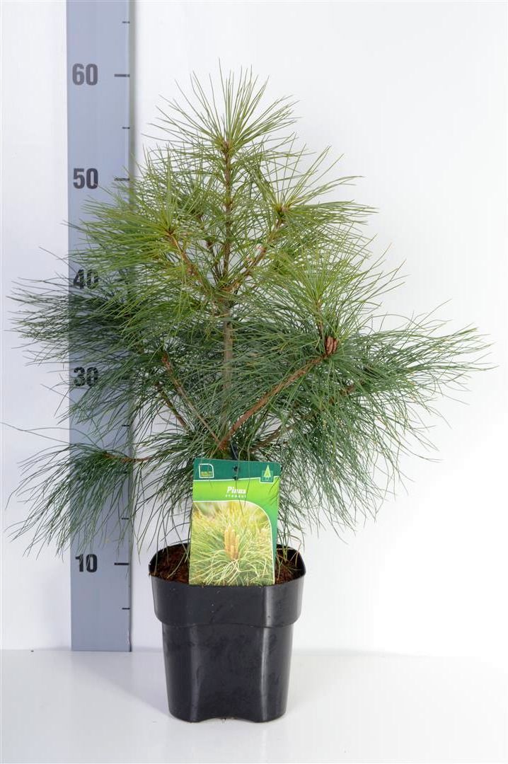 Pinus strobus 175-200 cm rotklump med trådnät