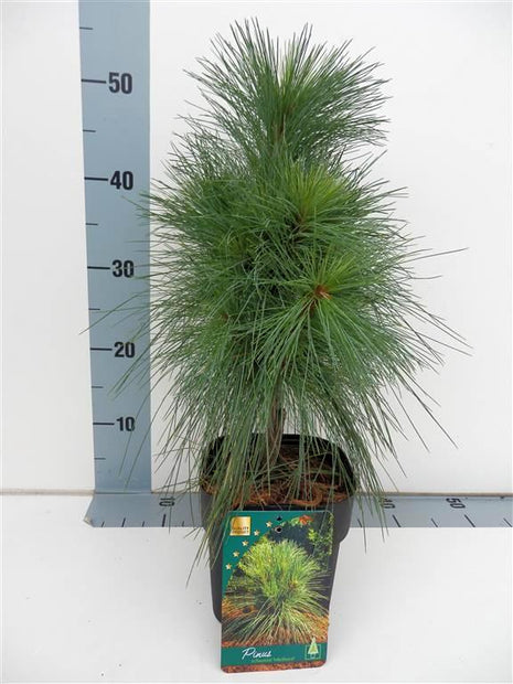 Pinus schwerinii 'Wiethorst'