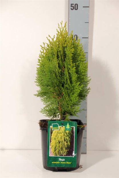 Platycladus or. &