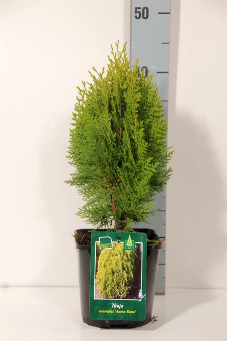 Platycladus or. 'Aurea Nana' (thuja)