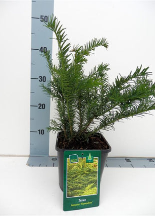 Taxus b. 'Repandens'