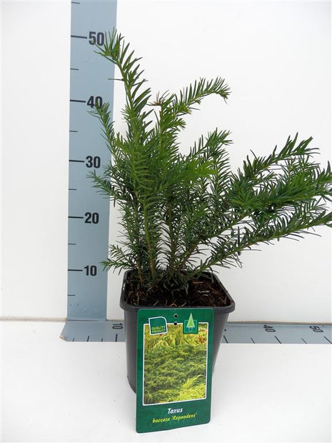 Taxus b. 'Repandens'