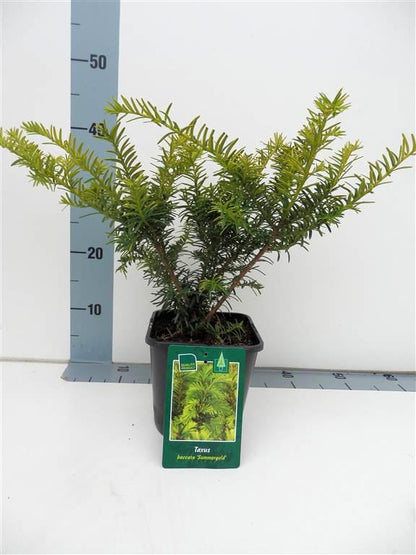 Taxus b. &