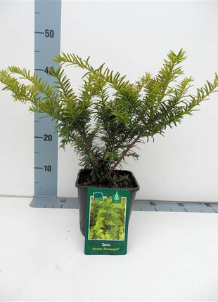 Taxus b. 'Summergold'