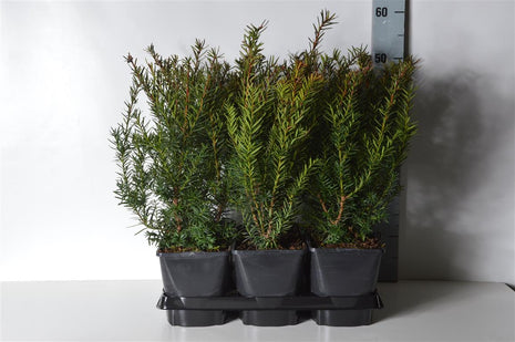 Taxus media 'Farmen'