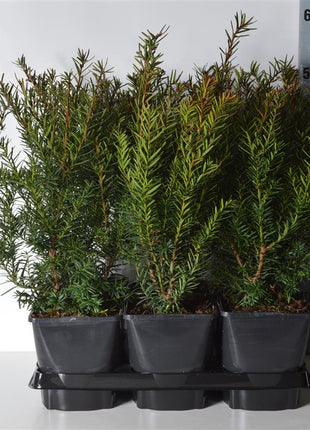 Taxus media 'Farmen'