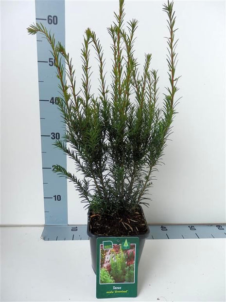 Taxus media 'Groenland'