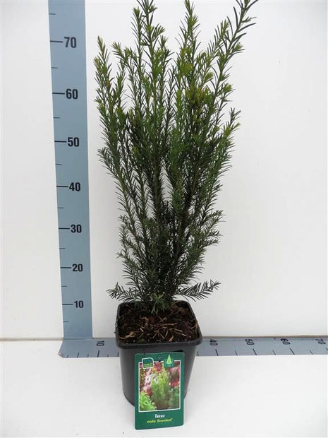 Taxus media 'Groenland'