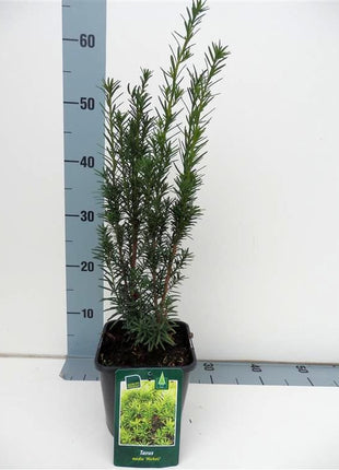 Taxus media 'Hicksii'