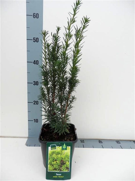 Taxus media 'Hicksii'