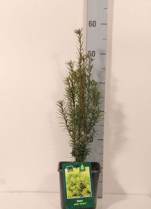 Taxus media 'Hicksii'