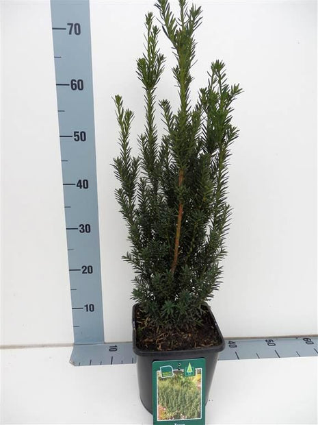 Taxus media 'Hillii'