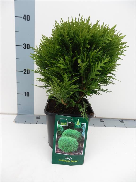 Thuja occ. &