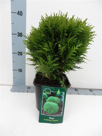 Thuja occidentalis &