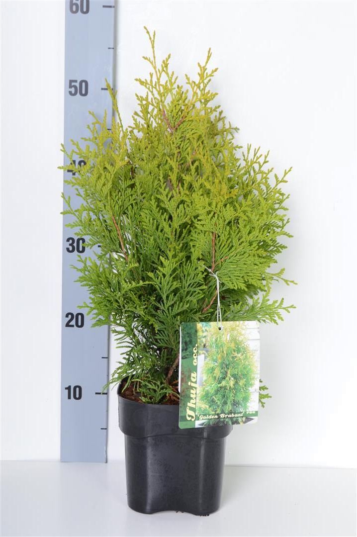 Thuja occ. &