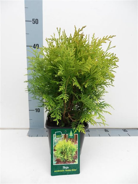 Thuja occ. 'Golden Globe'