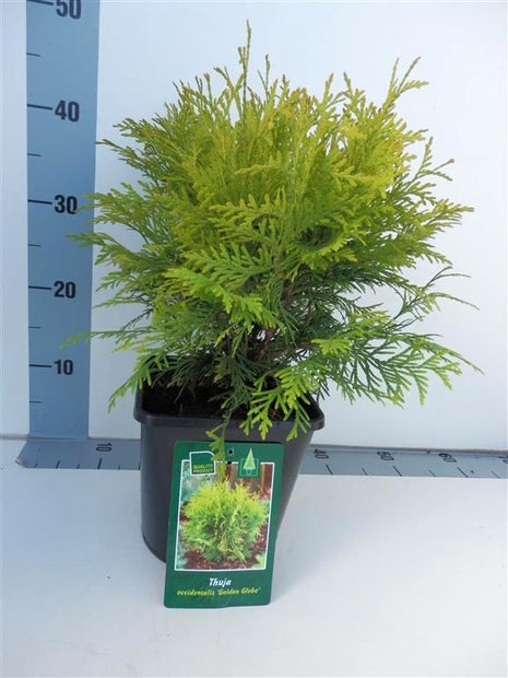 Thuja occ. 'Golden Globe'