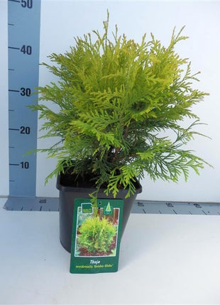 Thuja occ. 'Golden Globe'