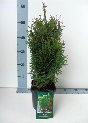 Thuja occ. 'Holmstrup'