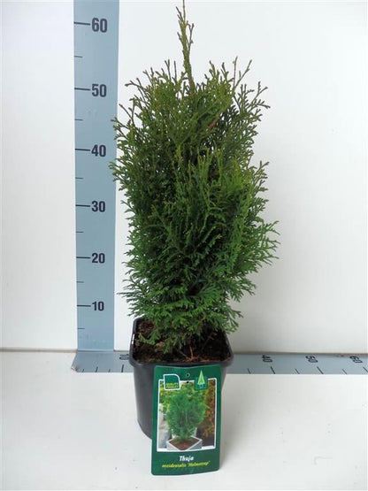 Thuja occidentalis &