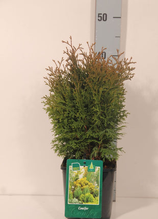 Thuja occ. 'Holmstrup'