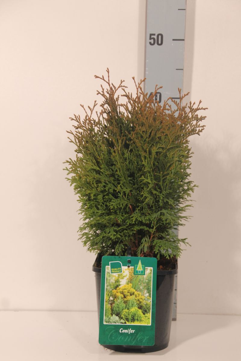 Thuja occidentalis &