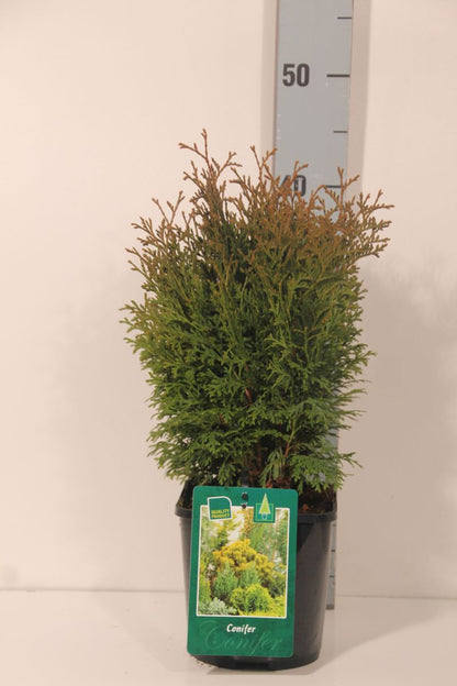 Thuja occidentalis &