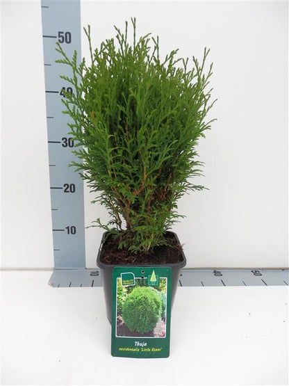 Thuja occidentalis &