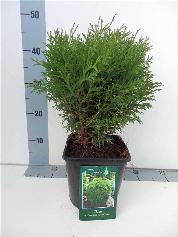 Thuja occidentalis &