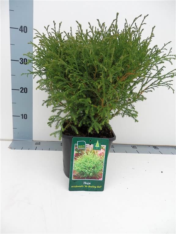 Thuja occ. &