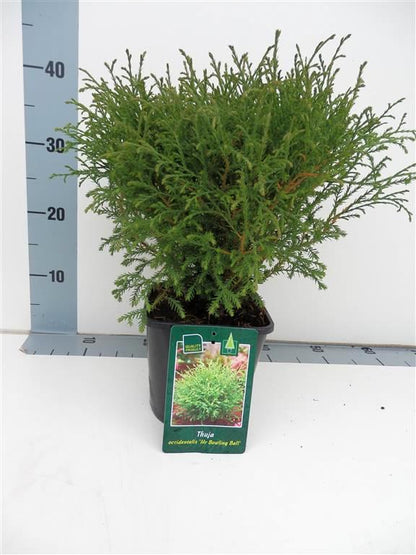 Thuja occidentalis &