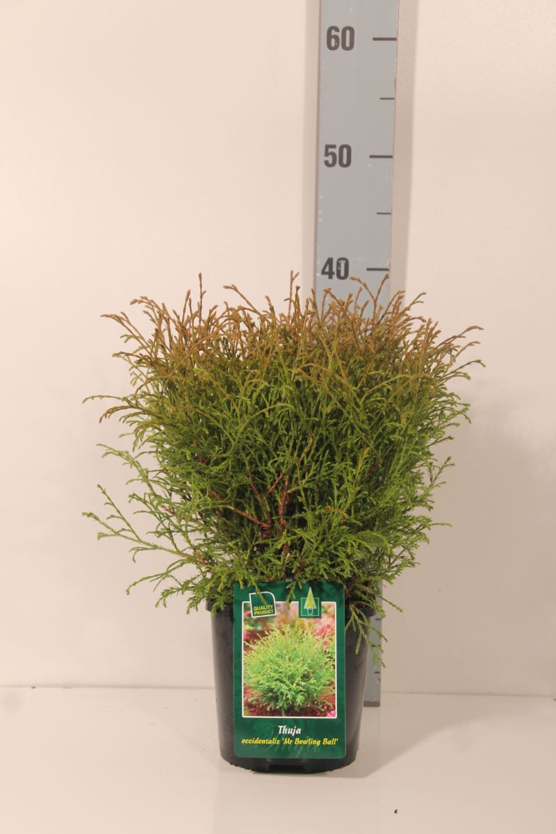 Thuja occidentalis &