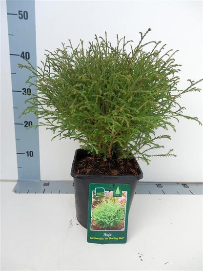 Thuja occ. &