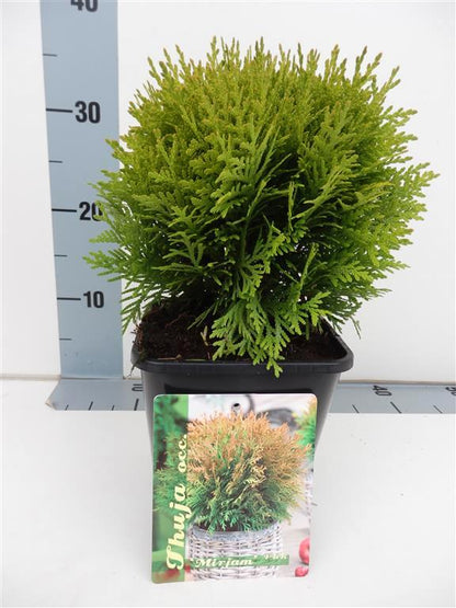 Thuja occidentalis &