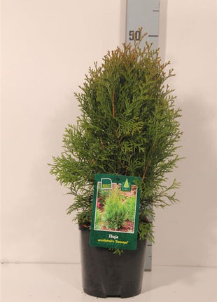 Thuja occ. 'Smaragd'