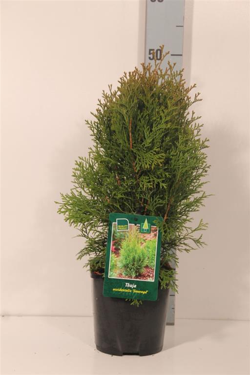 Thuja occidentalis &
