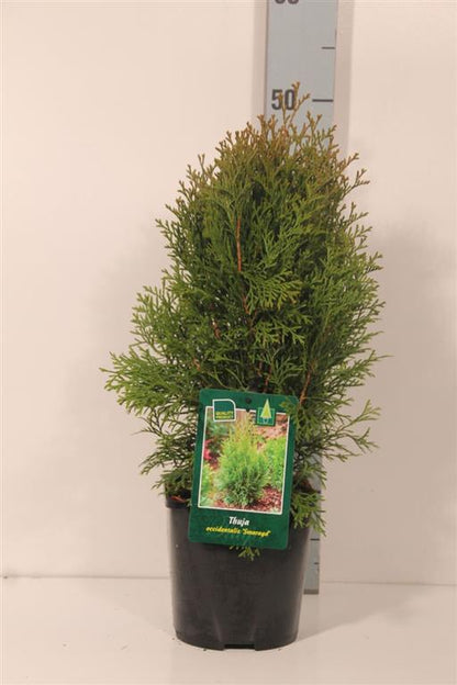 Thuja occidentalis &