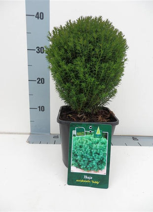 Thuja occ. 'Teddy'