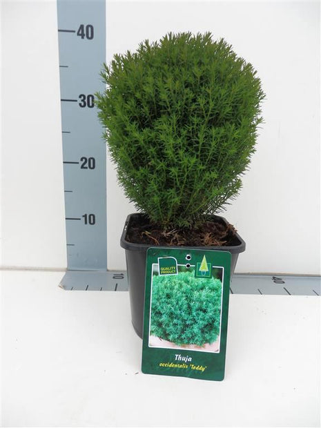 Thuja occ. 'Teddy'