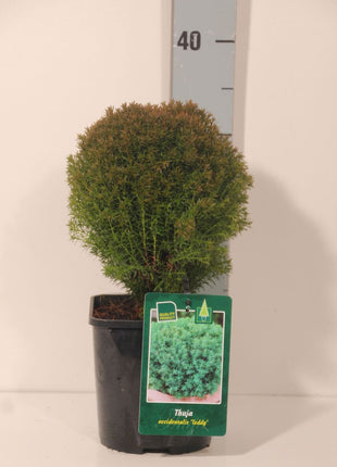 Thuja occ. 'Teddy'