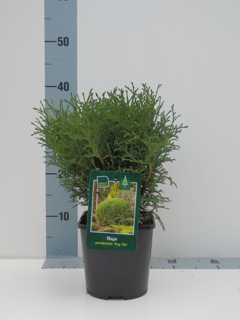 Thuja occ. &