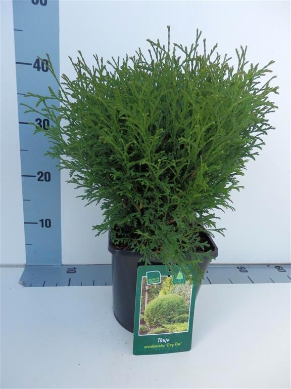 Thuja occidentalis &
