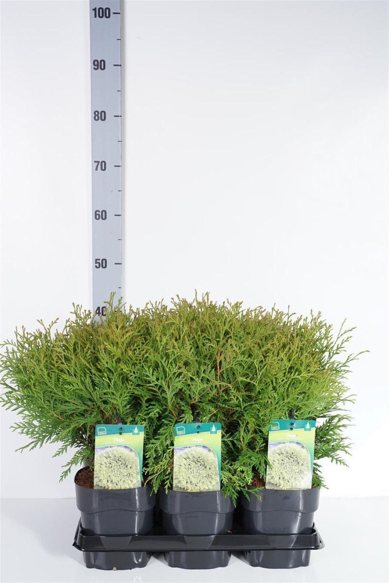 Thuja occ. &